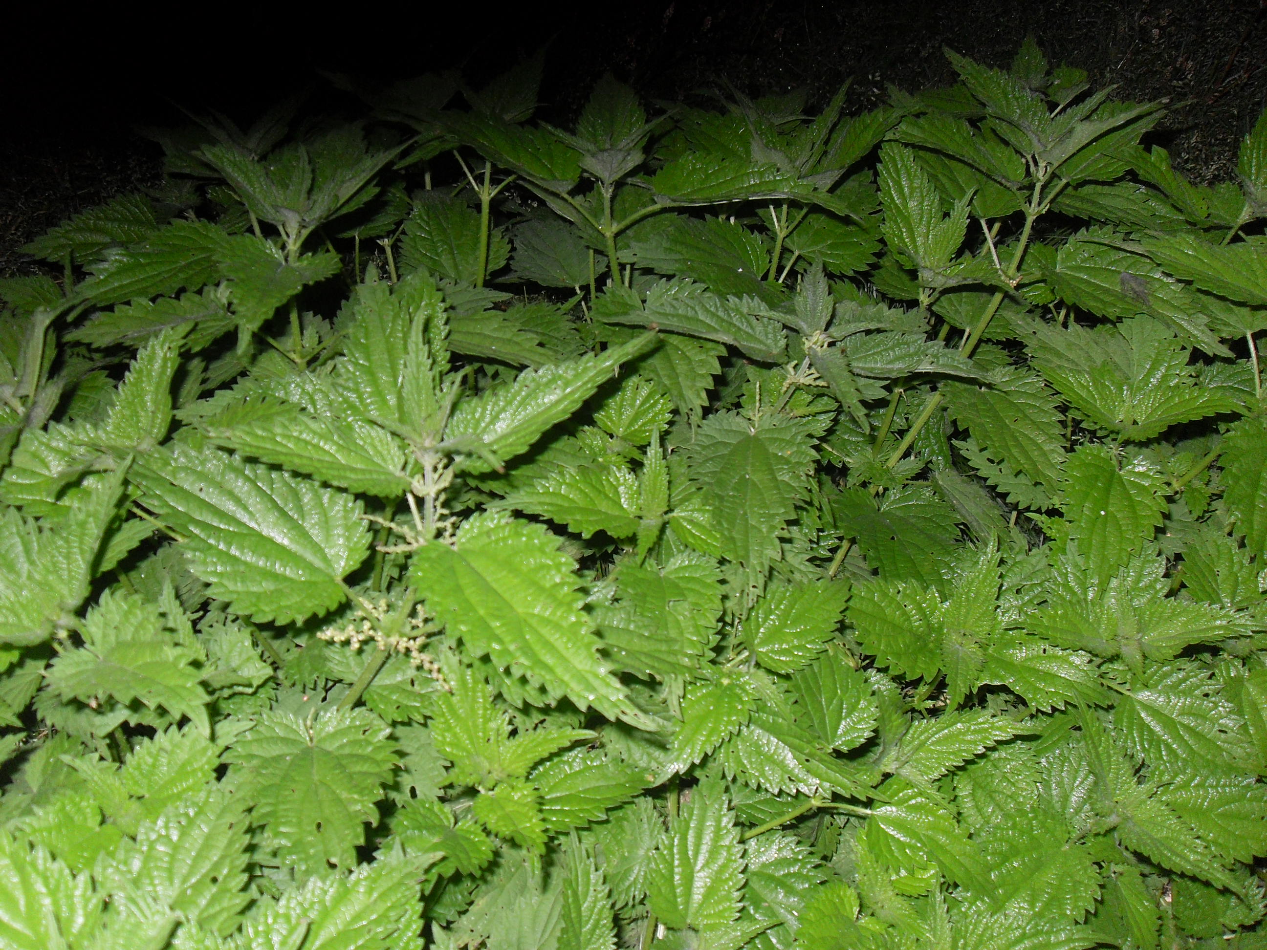 Picture for question