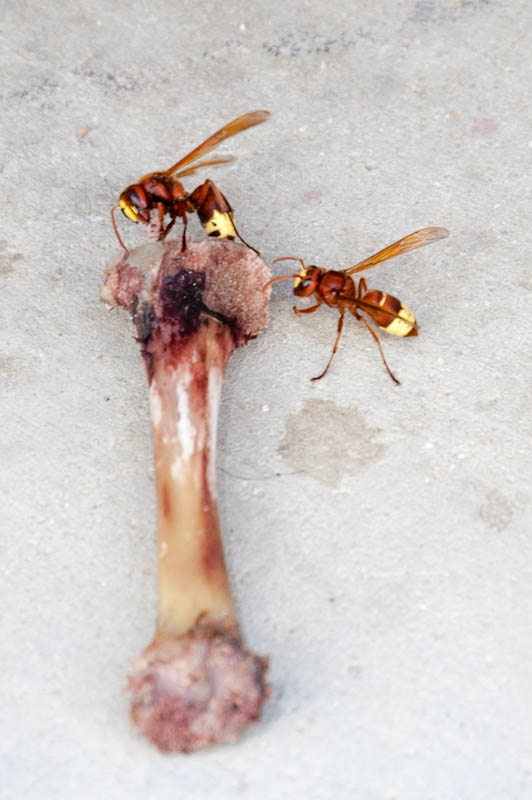 Picture for question