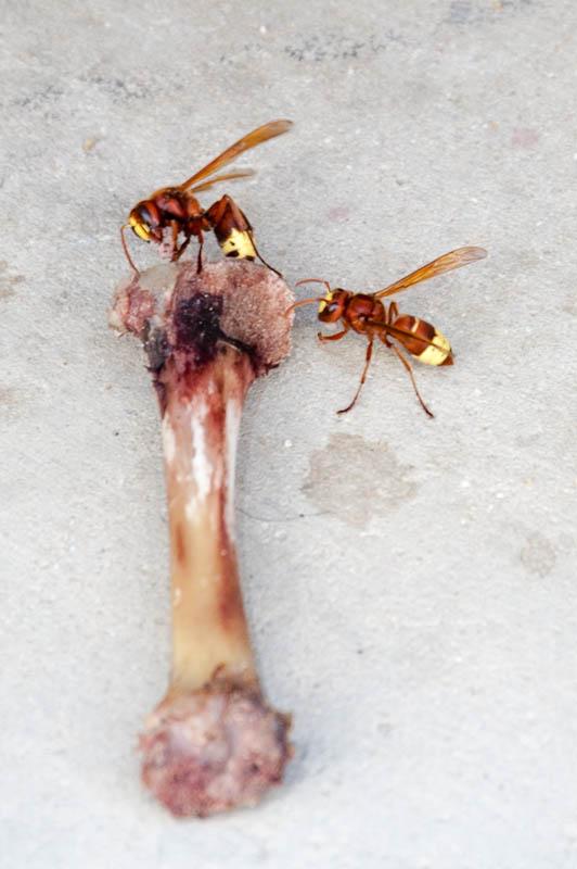 Picture for question