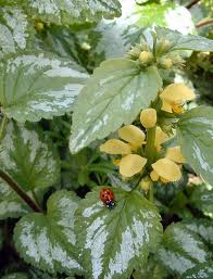 Plaatje bij antwoord