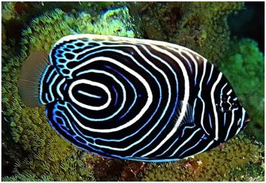 Plaatje bij antwoord