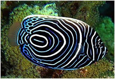 Plaatje bij antwoord