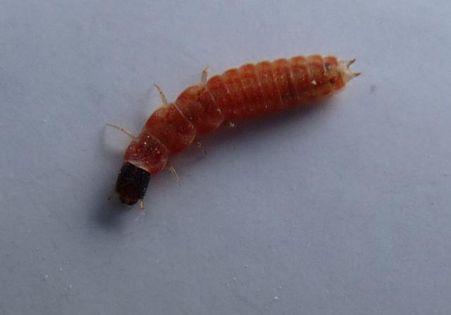 Plaatje bij antwoord