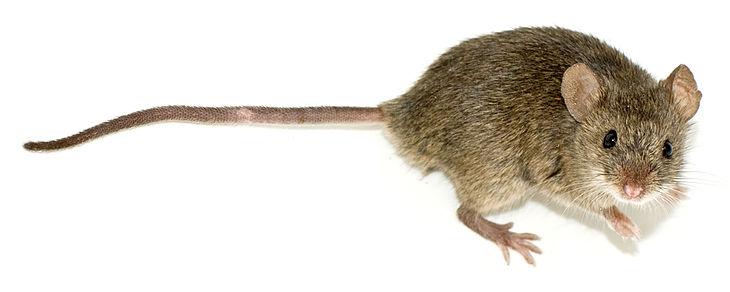 Picture for question