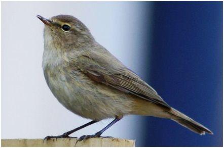 Plaatje bij antwoord