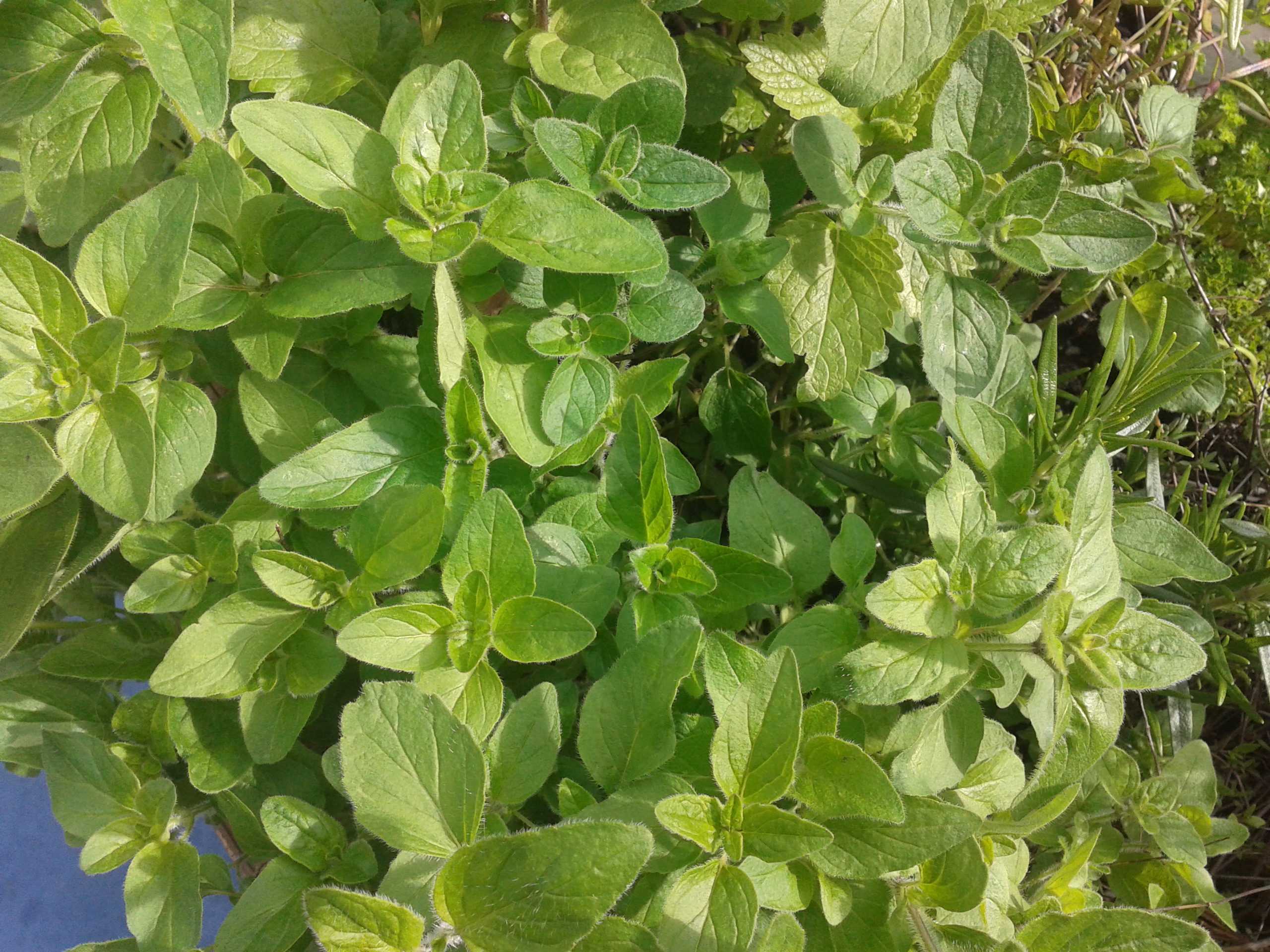 Picture for question