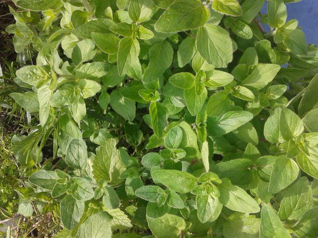 Picture for question