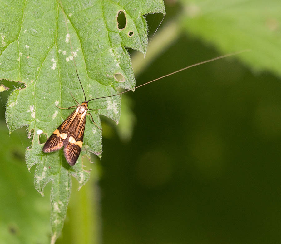 Plaatje bij antwoord