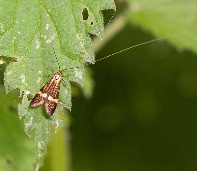 Plaatje bij antwoord