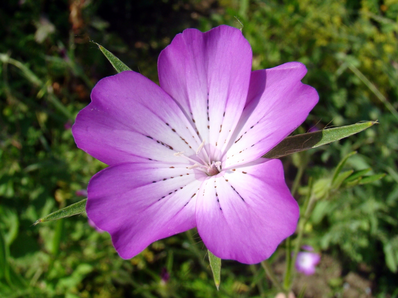 Plaatje bij antwoord