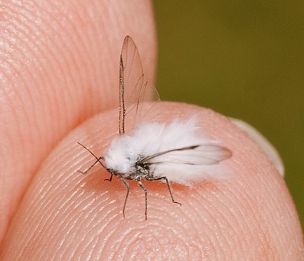 Plaatje bij antwoord