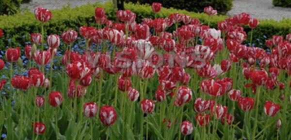 Plaatje bij antwoord