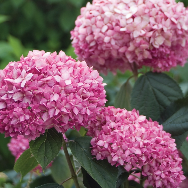 Plaatje bij antwoord