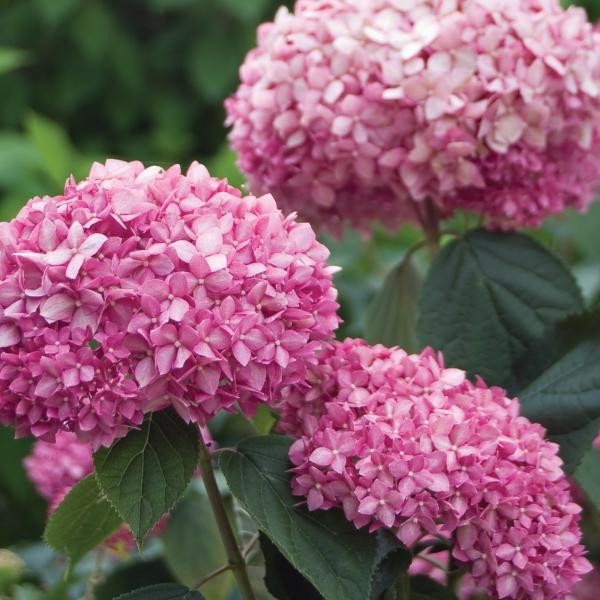 Plaatje bij antwoord