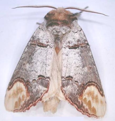 Plaatje bij antwoord