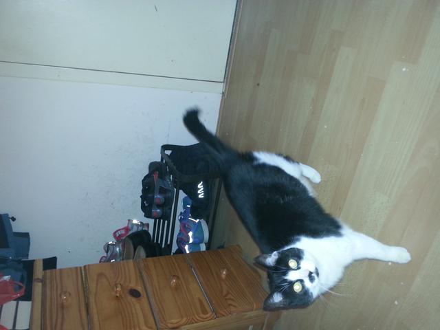 Picture for question