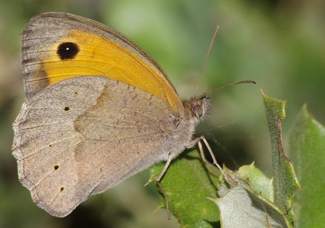 Plaatje bij antwoord