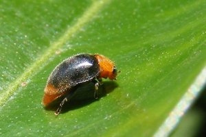 Plaatje bij antwoord