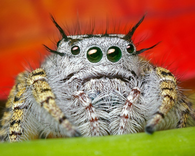 Picture for question