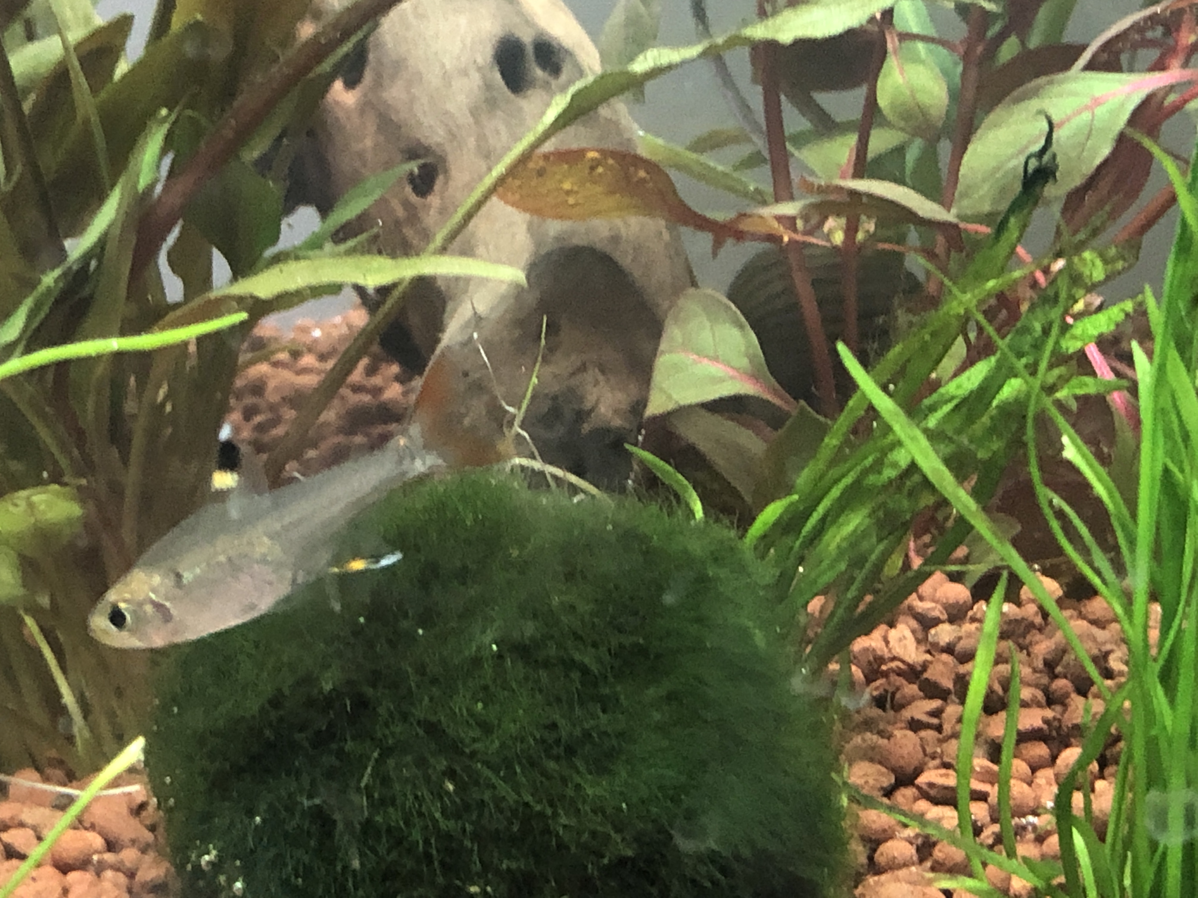 Picture for question