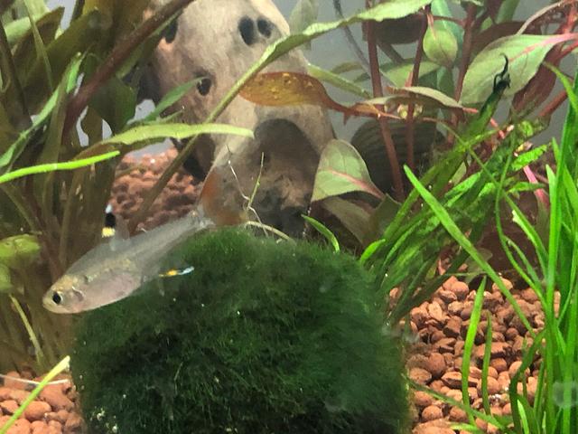 Picture for question