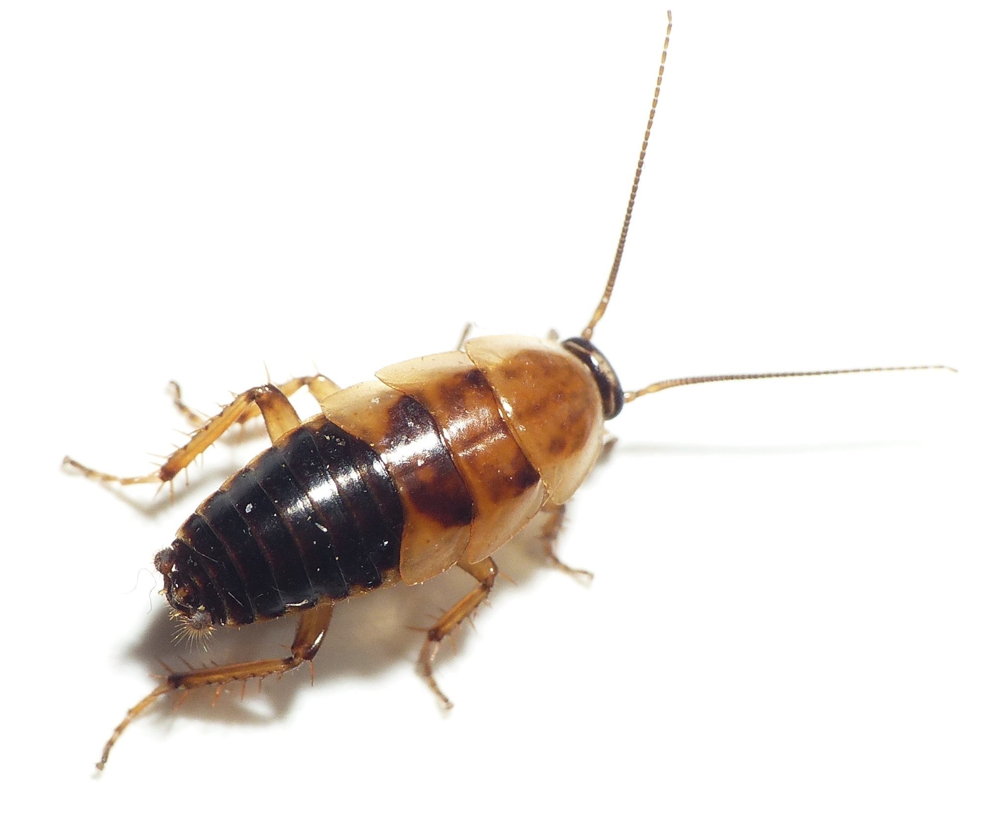 Plaatje bij antwoord