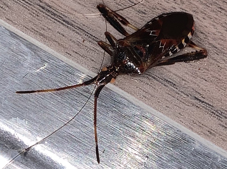 Picture for question