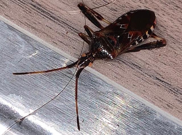 Picture for question