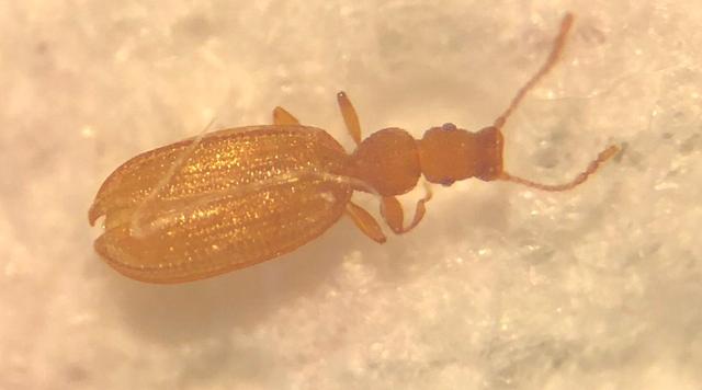 Picture for question