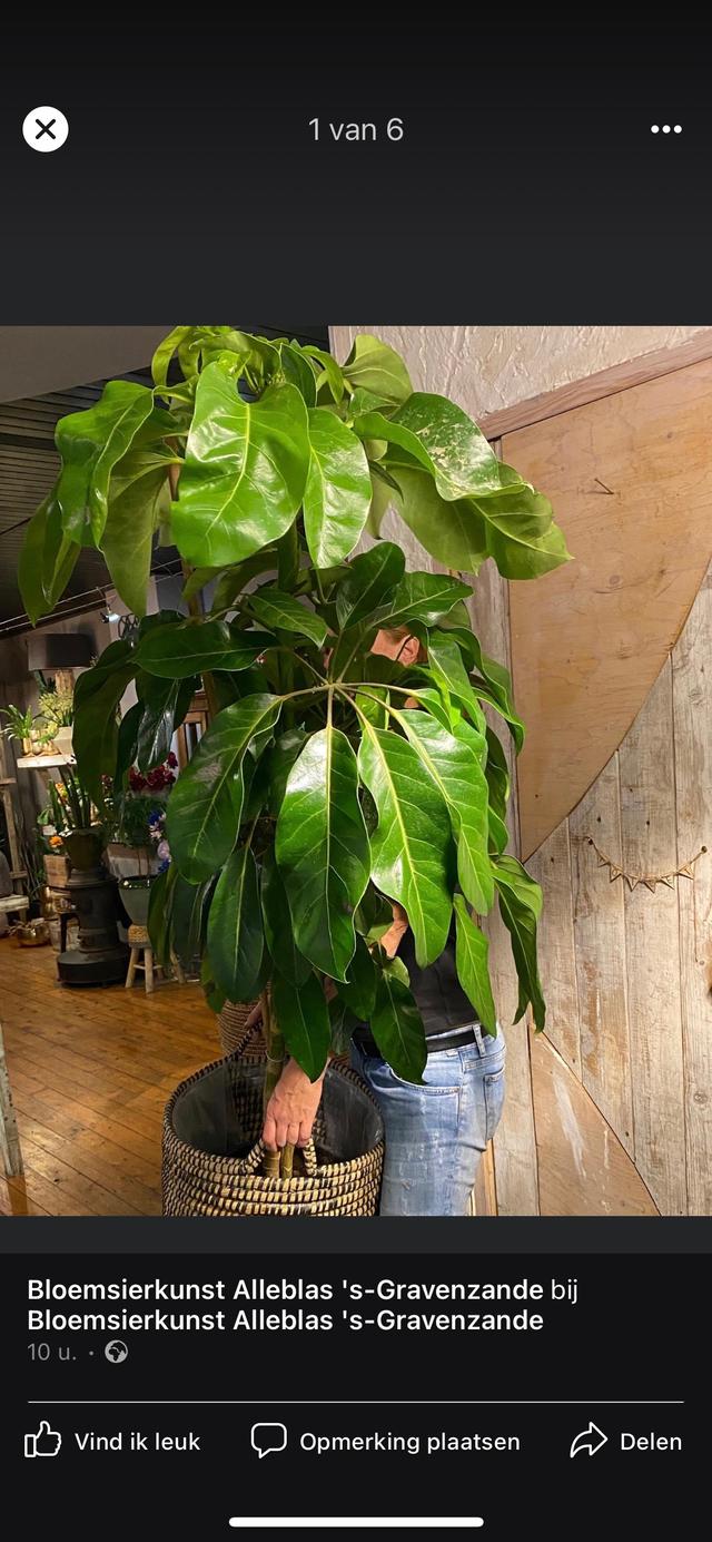 Picture for question