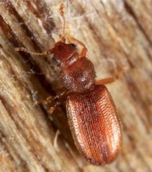 Plaatje bij antwoord