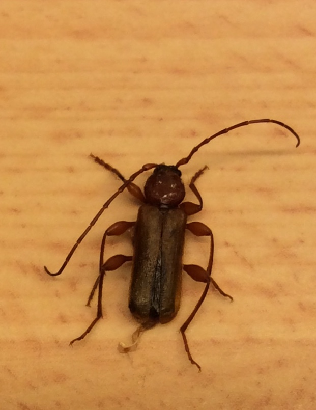 Picture for question