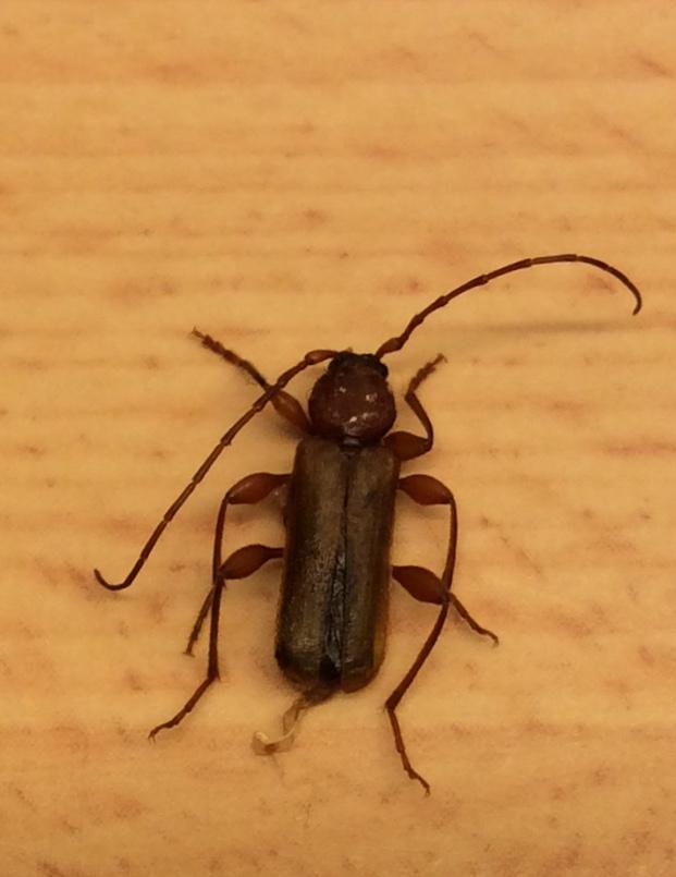 Picture for question