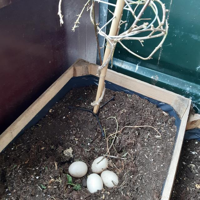 Picture for question