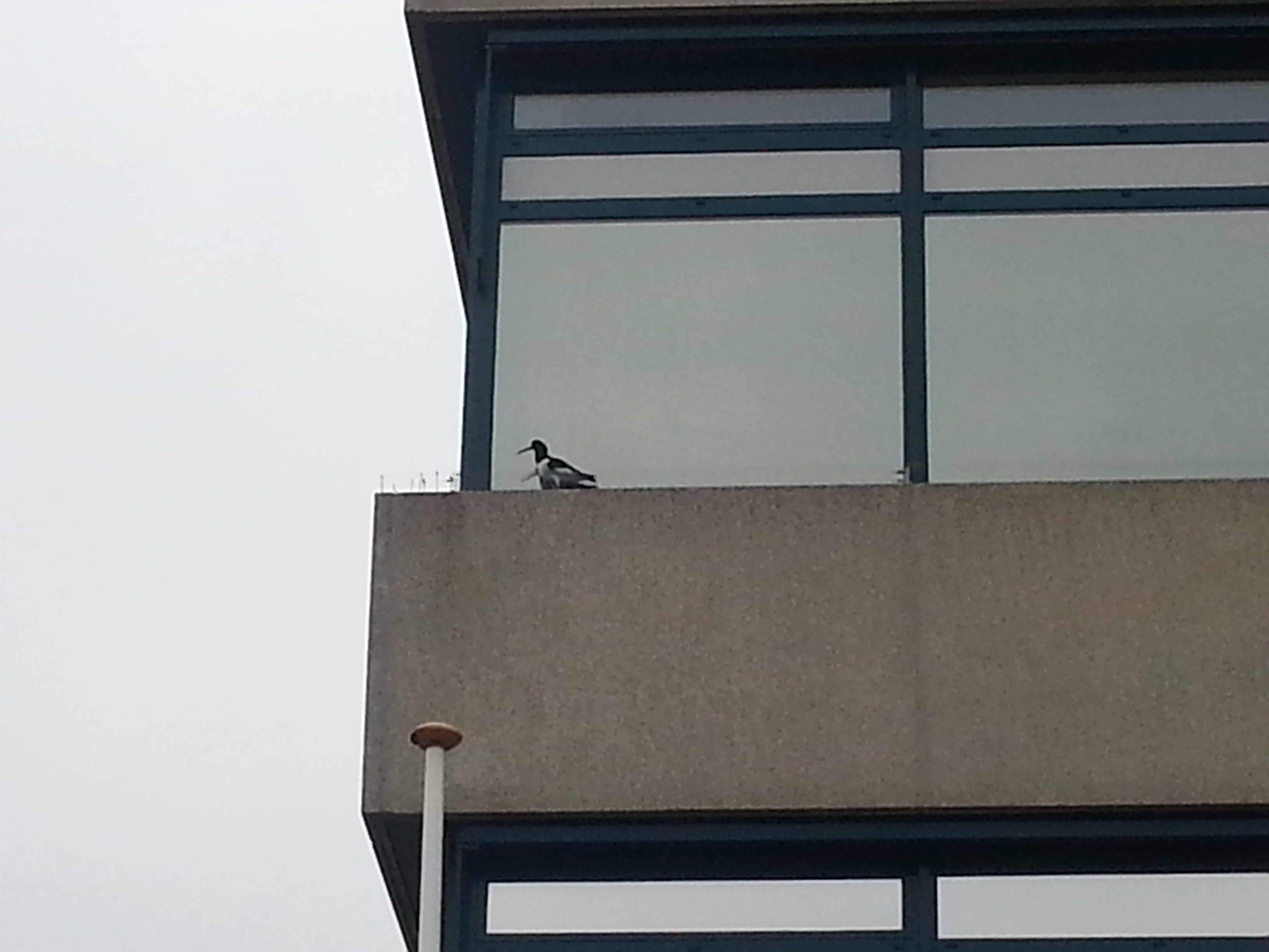 Picture for question