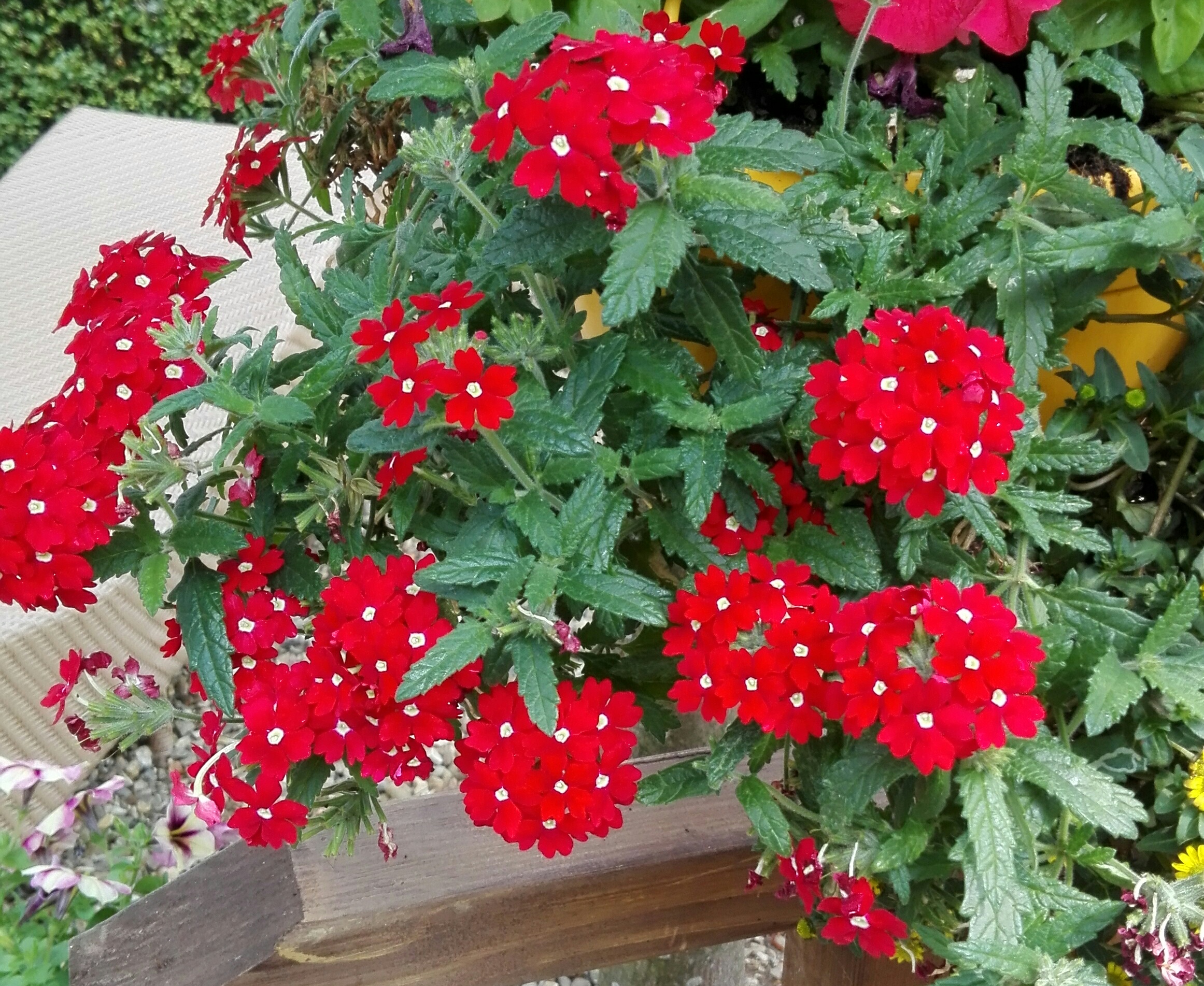 Picture for question