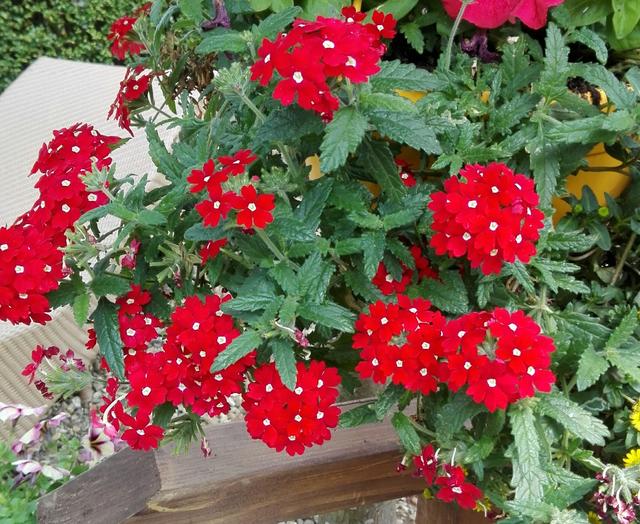 Picture for question