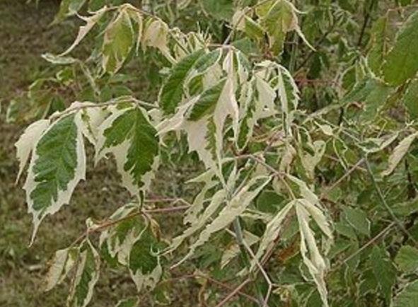 Plaatje bij antwoord