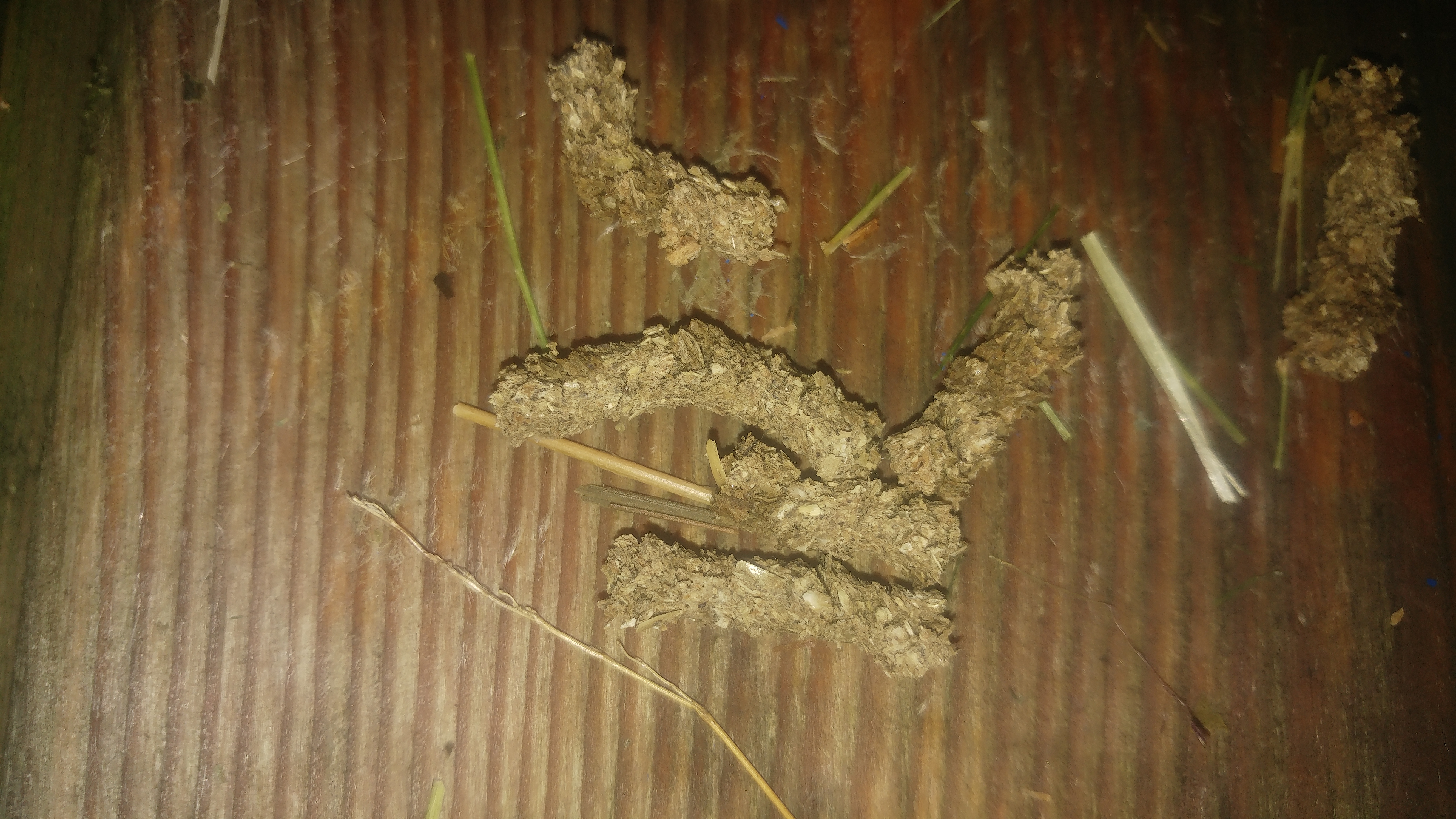 Picture for question