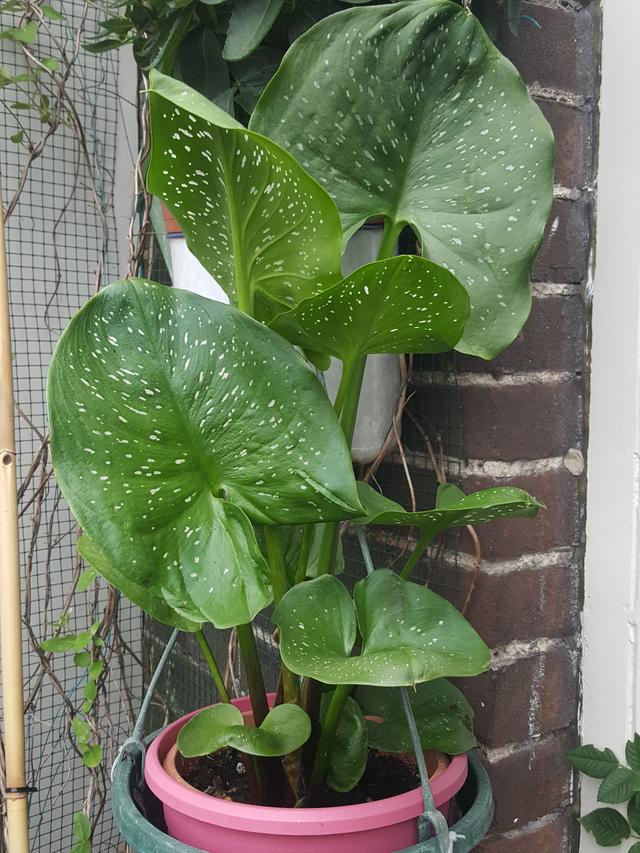 Picture for question