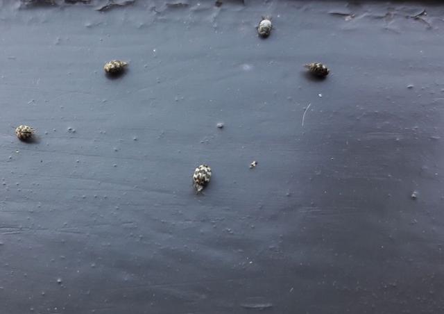 Picture for question