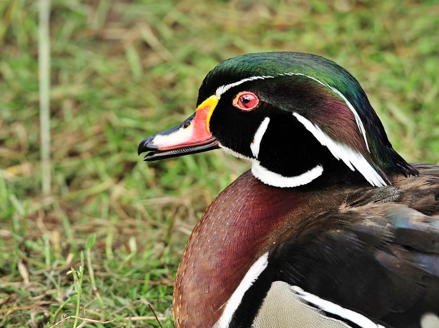 Plaatje bij antwoord