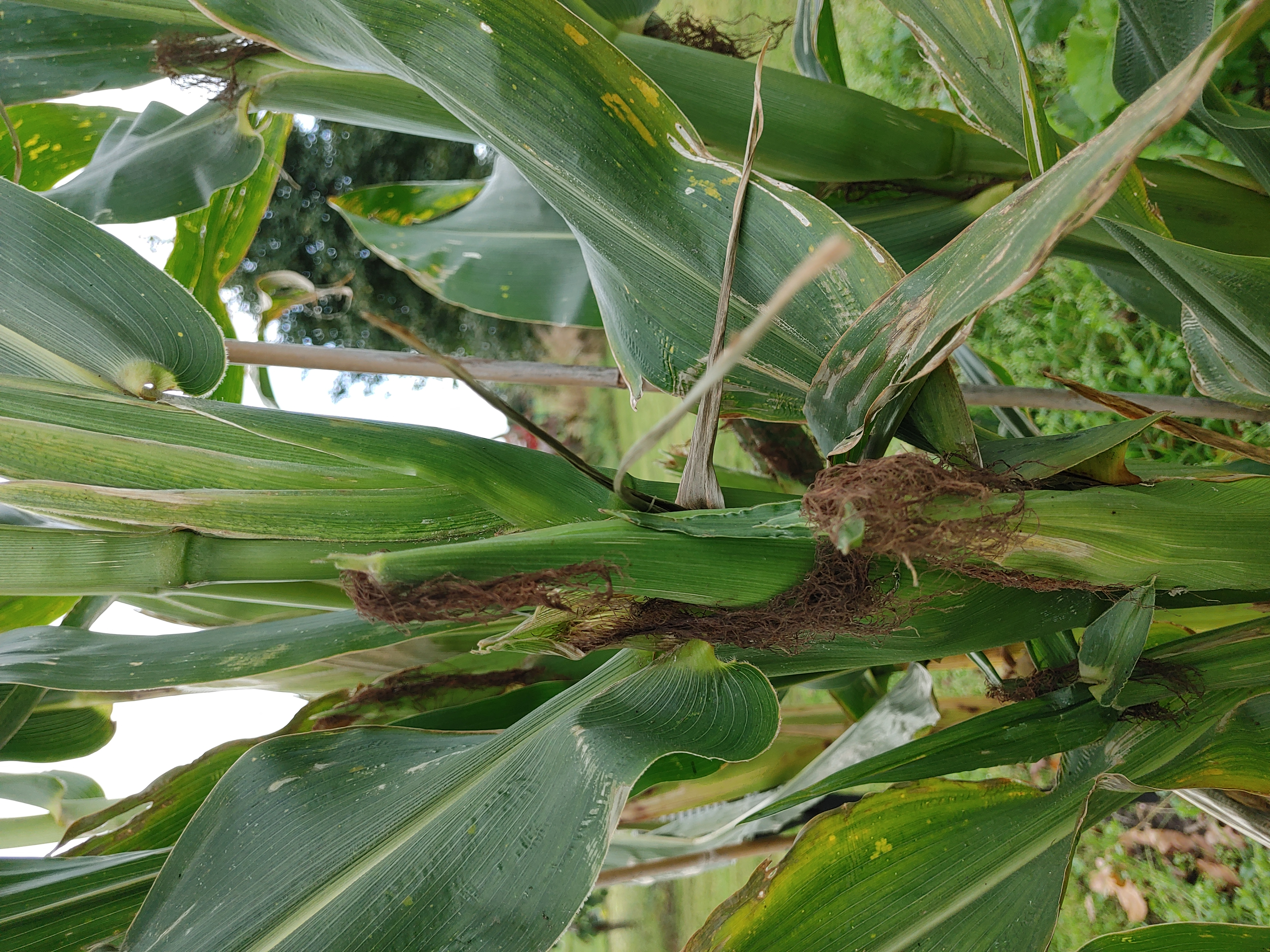 Picture for question