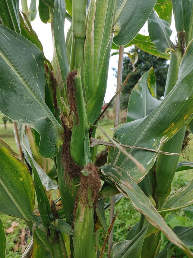 Picture for question