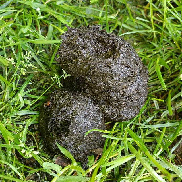 Picture for question