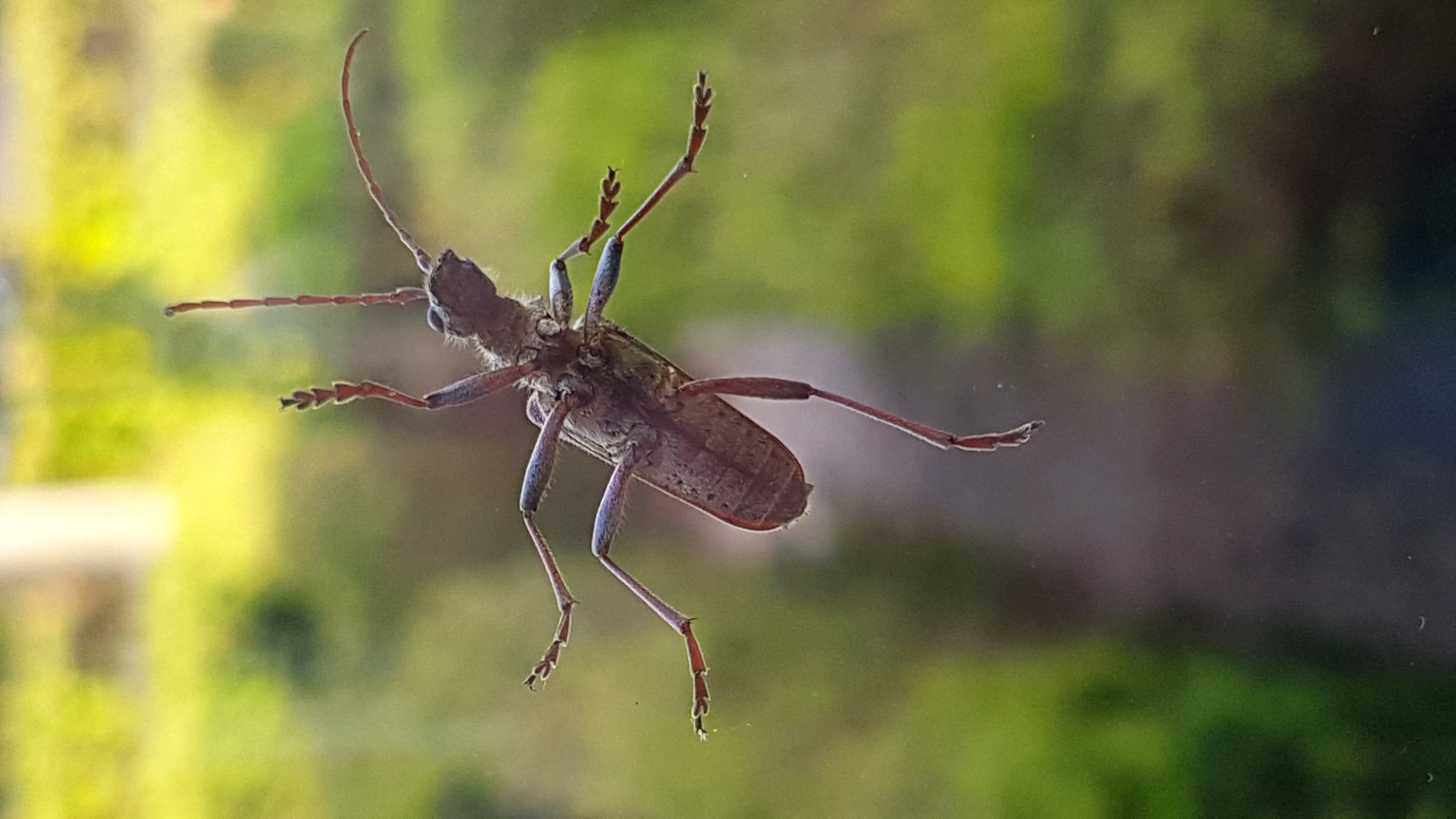 Picture for question