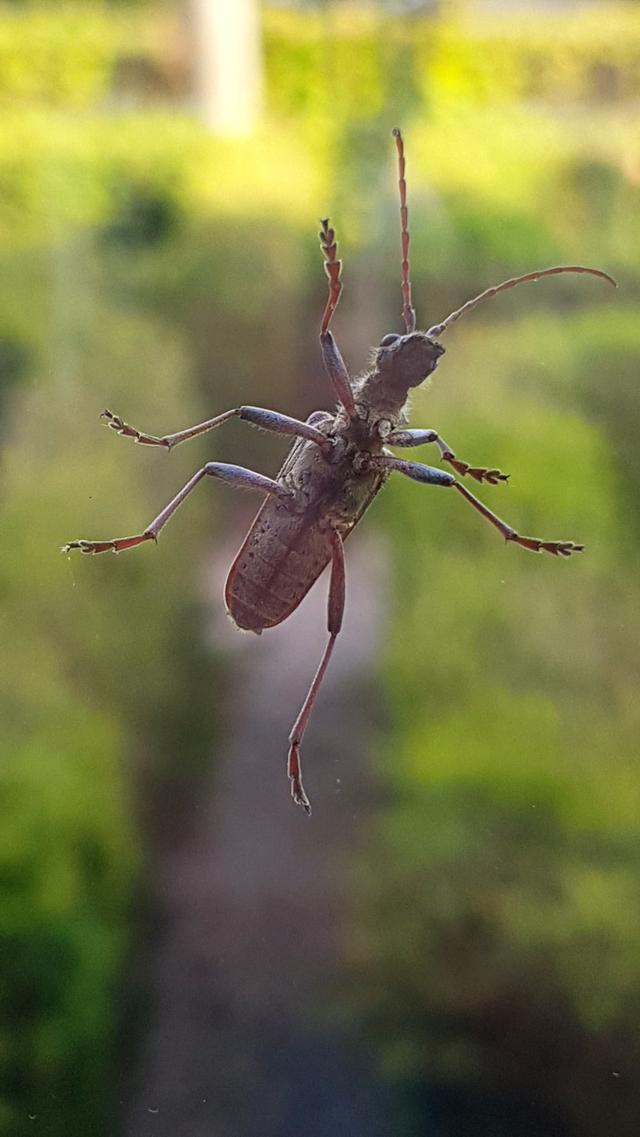 Picture for question