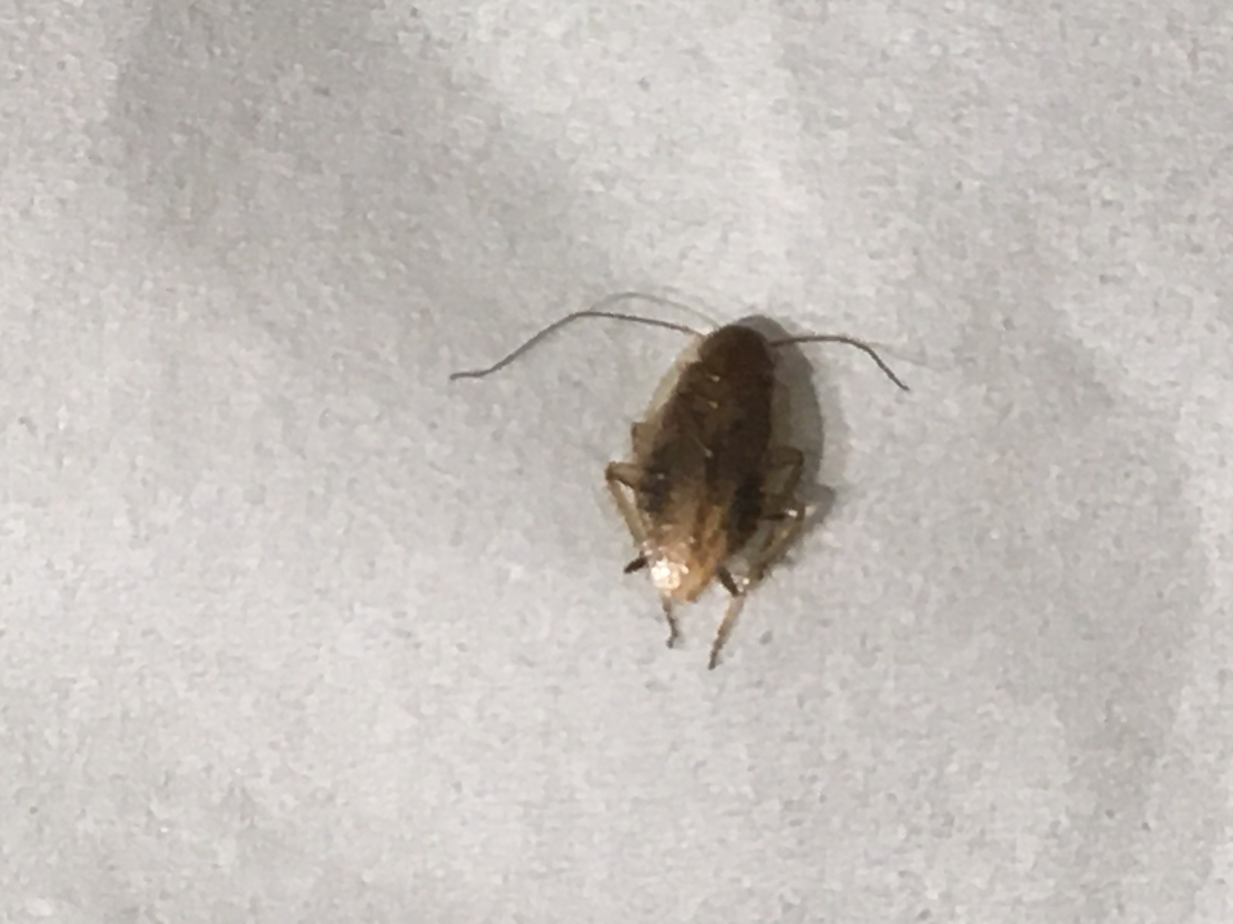 Picture for question