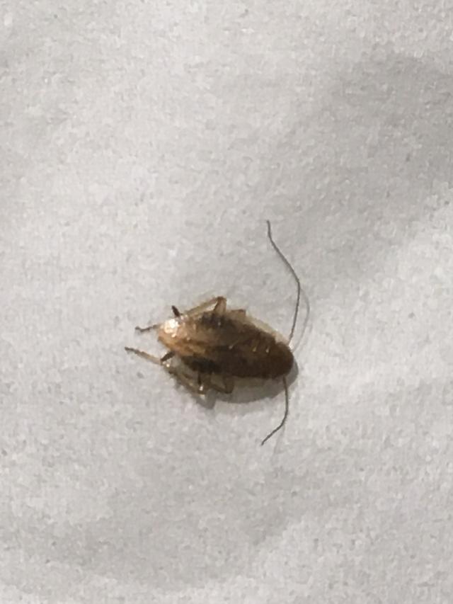 Picture for question