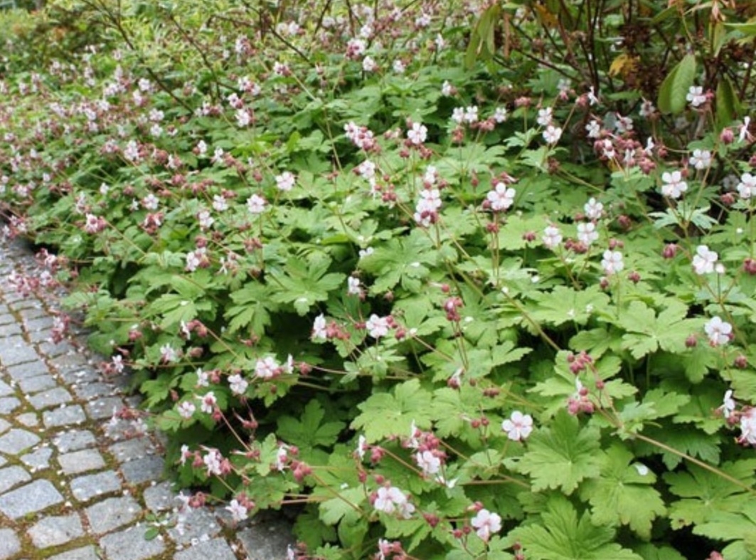 Plaatje bij antwoord